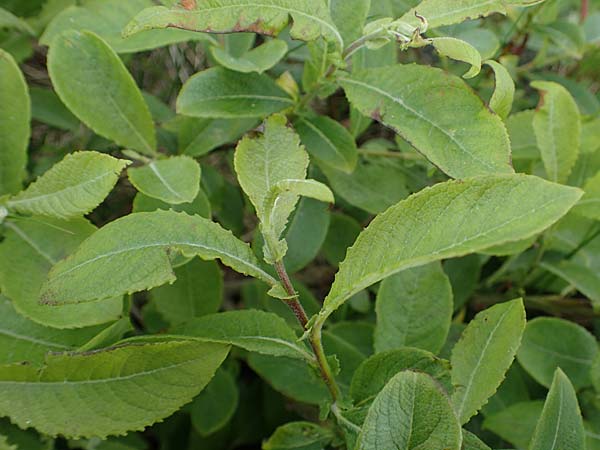 Salix aurita x caprea \ Weiden-Hybride / Hybrid Willow, A Wölzer Tauern, Kleiner Zinken 26.6.2021