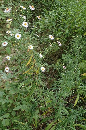 Symphyotrichum lanceolatum / Narrow-Leaved Michaelmas Daisy, White Panicle Aster, A Hainburg 25.9.2022