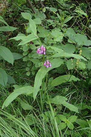 Symphytum officinale \ Gewhnlicher Arznei-Beinwell, A Kärnten, Koralpe 4.7.2023