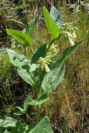 Symphytum bohemicum \ Weier Arznei-Beinwell / Bohemian Comfrey, A Kärnten/Carinthia, Koralpe 4.7.2023