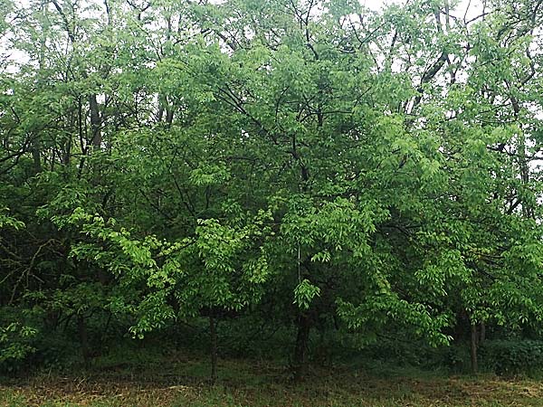 Celtis australis / European Nettle Tree, A Siegendorf 13.5.2022