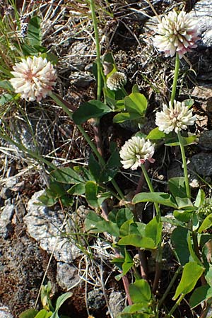 Trifolium thalii \ Rasiger Klee, Alm-Klee / Thal's Clover, A Wölzer Tauern, Kleiner Zinken 24.7.2021
