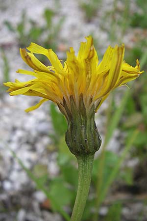 Leontodon hispidus subsp. hastilis \ Kahler Rauer Lwenzahn, A Malta - Tal 7.6.2008