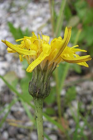 Leontodon hispidus subsp. hastilis \ Kahler Rauer Lwenzahn, A Malta - Tal 7.6.2008