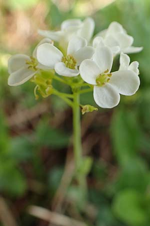 Thlaspi alpinum \ Alpen-Tschelkraut / Alpine Penny-Cress, A Trenchtling 3.7.2019