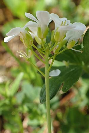 Thlaspi alpinum \ Alpen-Tschelkraut, A Trenchtling 3.7.2019