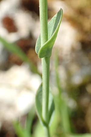 Thlaspi alpinum \ Alpen-Tschelkraut, A Trenchtling 3.7.2019