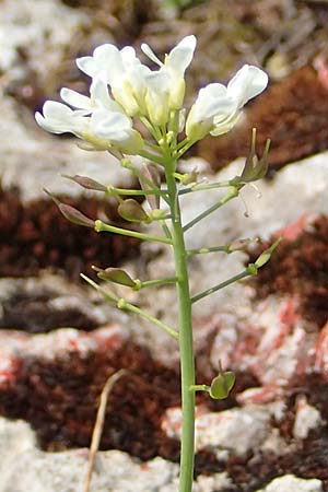 Thlaspi alpinum / Alpine Penny-Cress, A Trenchtling 3.7.2019