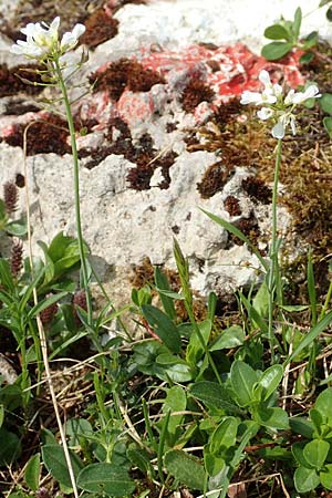 Thlaspi alpinum / Alpine Penny-Cress, A Trenchtling 3.7.2019