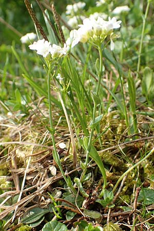 Thlaspi alpinum / Alpine Penny-Cress, A Trenchtling 3.7.2019