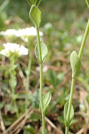 Thlaspi alpinum \ Alpen-Tschelkraut / Alpine Penny-Cress, A Trenchtling 3.7.2019