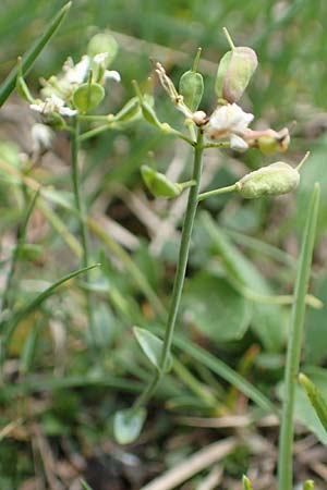 Thlaspi alpinum \ Alpen-Tschelkraut, A Trenchtling 3.7.2019