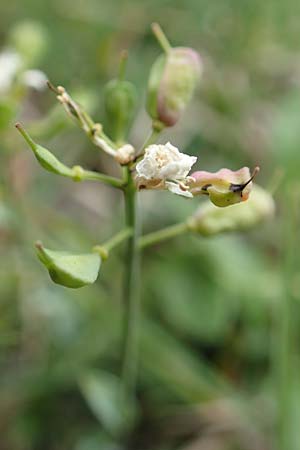 Thlaspi alpinum \ Alpen-Tschelkraut, A Trenchtling 3.7.2019