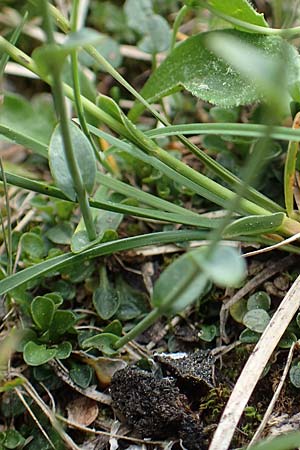 Thlaspi alpinum / Alpine Penny-Cress, A Trenchtling 3.7.2019