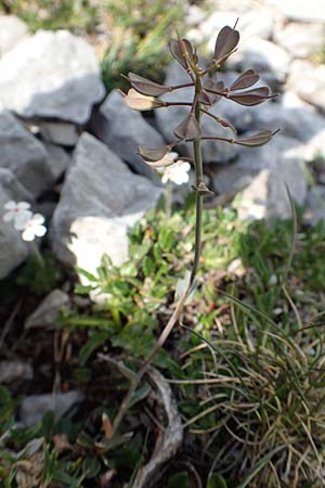 Thlaspi alpinum \ Alpen-Tschelkraut, A Trenchtling 3.7.2019