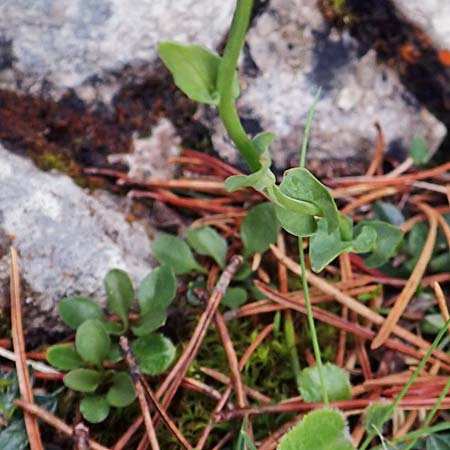 Thlaspi alpinum \ Alpen-Tschelkraut, A Rax 28.6.2020