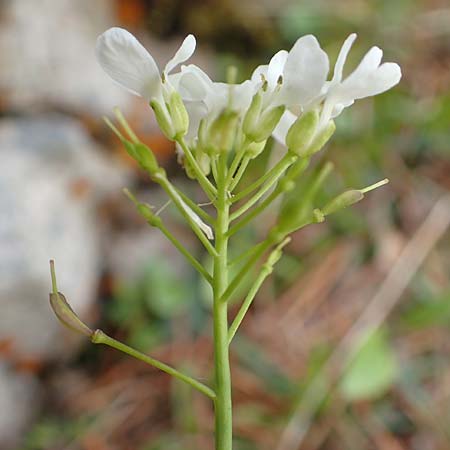 Thlaspi alpinum \ Alpen-Tschelkraut / Alpine Penny-Cress, A Rax 28.6.2020