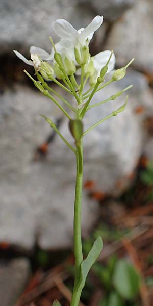 Thlaspi alpinum \ Alpen-Tschelkraut / Alpine Penny-Cress, A Rax 28.6.2020