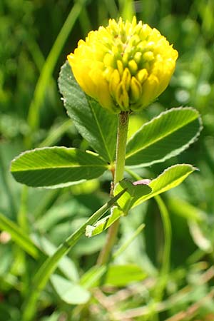 Trifolium aureum / Golden Clover, A Tauplitz-Alm 5.7.2020