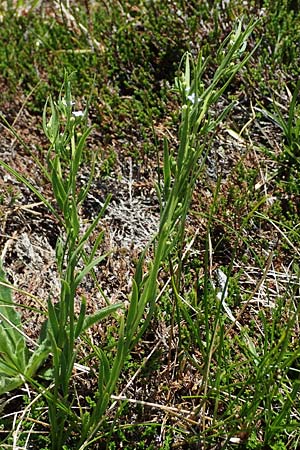 Thesium alpinum \ Alpen-Bergflachs, Alpen-Leinblatt / Alpine Bastard Toadflax, A Seetaler Alpen, Zirbitzkogel 28.6.2021