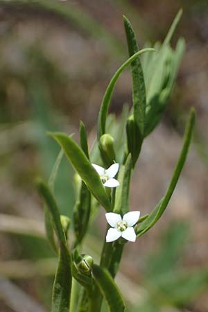 Thesium alpinum \ Alpen-Bergflachs, Alpen-Leinblatt / Alpine Bastard Toadflax, A Seetaler Alpen, Zirbitzkogel 28.6.2021