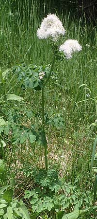 Thalictrum aquilegiifolium \ Groe Wiesenraute, Akeleiblttrige Wiesenraute, A Pusterwald, Eiskar 29.6.2021