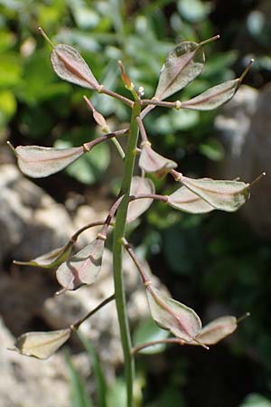 Thlaspi alpinum \ Alpen-Tschelkraut, A Eisenerzer Reichenstein 28.7.2021