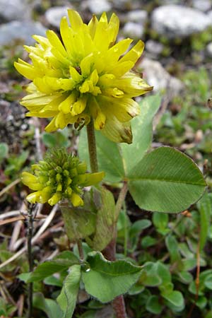 Trifolium badium \ Braun-Klee, A Malta - Tal 7.6.2008