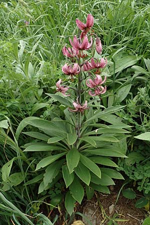 Lilium martagon / Turkscap Lily, A Pusterwald, Eiskar 1.7.2019