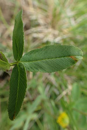 Trifolium badium \ Braun-Klee, A Osttirol, Porze 13.7.2019