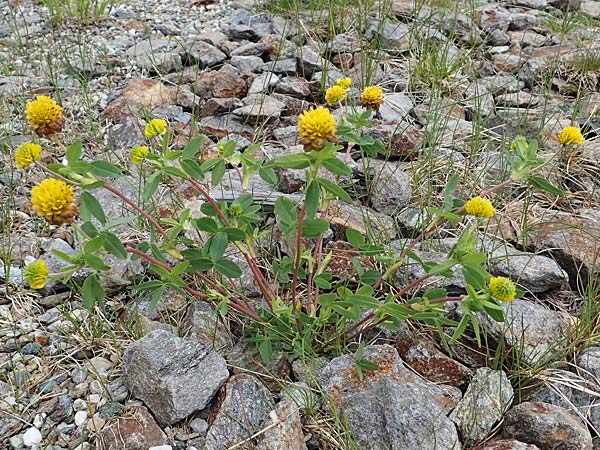 Trifolium badium \ Braun-Klee / Brown Clover, A Pölstal-Oberzeiring 26.6.2021