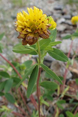 Trifolium badium \ Braun-Klee / Brown Clover, A Pölstal-Oberzeiring 26.6.2021