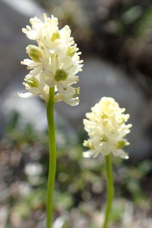 Tofieldia pusilla \ Kleine Simsenlilie / Scottish Asphodel, A Trenchtling 3.7.2019