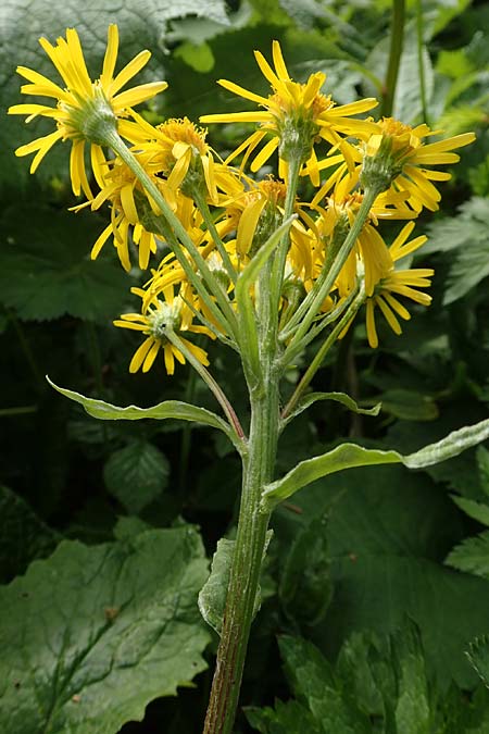 Tephroseris crispa \ Krauses Aschenkraut, Bach-Greiskraut / Frizzly Groundsel, A Rax 28.6.2020