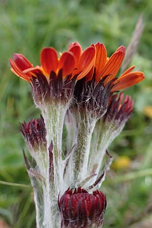 Tephroseris capitata \ Kopfiges Greiskraut, Kopfiges Steppen-Aschenkraut, A Wölzer Tauern, Kleiner Zinken 26.6.2021