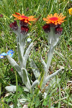 Tephroseris capitata \ Kopfiges Greiskraut, Kopfiges Steppen-Aschenkraut / Orange Groundsel, A Wölzer Tauern, Kleiner Zinken 26.6.2021