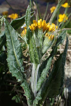 Tephroseris pseudocrispa / Cividale Groundsel, A Seetaler Alpen, Zirbitzkogel 28.6.2021