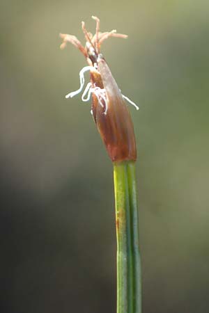 Trichophorum cespitosum subsp. cespitosum \ Gewhnliche Rasenbinse / Deer Grass, A Seetaler Alpen, Zirbitzkogel 28.6.2021