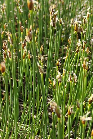 Trichophorum cespitosum subsp. cespitosum \ Gewhnliche Rasenbinse / Deer Grass, A Seetaler Alpen, Zirbitzkogel 28.6.2021