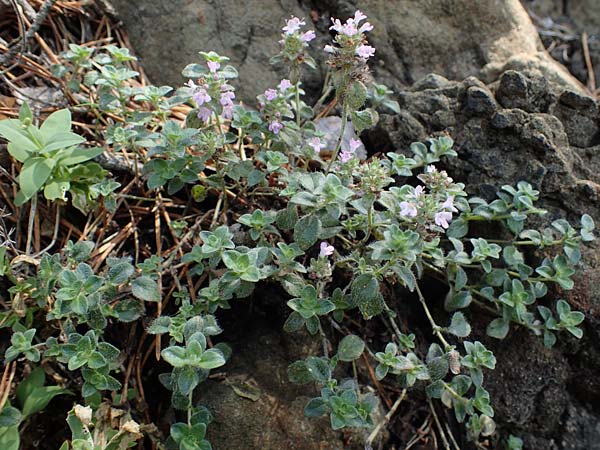 Thymus pulegioides subsp. carniolicus \ Krainer Thymian, Krain-Arznei-Quendel / Krain Thyme, A Kraubath (Mur) 25.7.2021