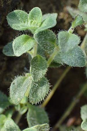 Thymus pulegioides subsp. carniolicus \ Krainer Thymian, Krain-Arznei-Quendel / Krain Thyme, A Kraubath (Mur) 25.7.2021