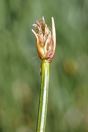 Trichophorum cespitosum subsp. cespitosum \ Gewhnliche Rasenbinse, A Niedere Tauern, Sölk-Pass 26.7.2021