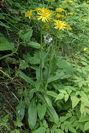 Tephroseris longifolia \ Voralpen-Greiskraut, Obir-Greiskraut / Longleaf Groundsel, A Kärnten/Carinthia, Gallizien 18.5.2016