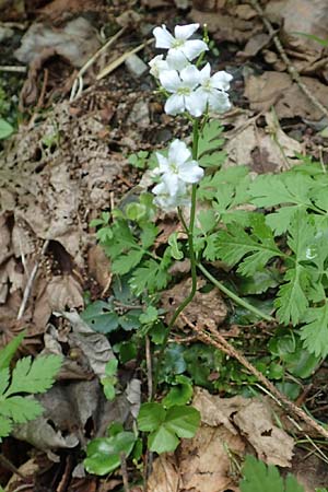 Cardamine trifolia \ Kleeblttriges Schaumkraut, Wald-Schaumkraut / Three-Leaved Cuckoo Flower, Trefoil Cress, A Kärnten/Carinthia, Trögerner Klamm 18.5.2016