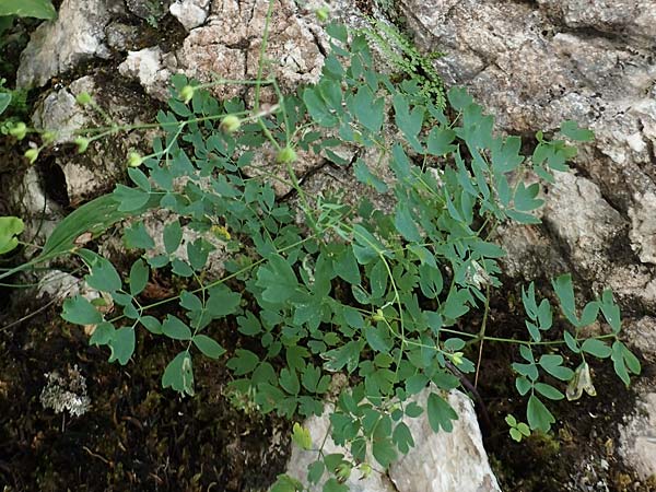 Thalictrum minus \ Kleine Wiesenraute / Lesser Meadow-Rue, A Steiermark, Pernegg-Mixnitz 4.7.2019