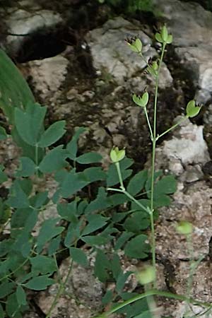 Thalictrum minus \ Kleine Wiesenraute / Lesser Meadow-Rue, A Steiermark, Pernegg-Mixnitz 4.7.2019