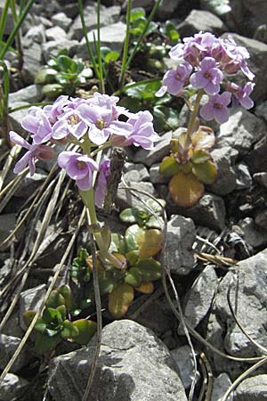 Noccaea rotundifolia \ Rundblttriges Tschelkraut / Round-Leaved Penny-Cress, A Hahntennjoch 27.5.2007