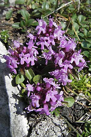 Thymus polytrichus / Wild Thyme, A Carinthia, Petzen 21.7.2007