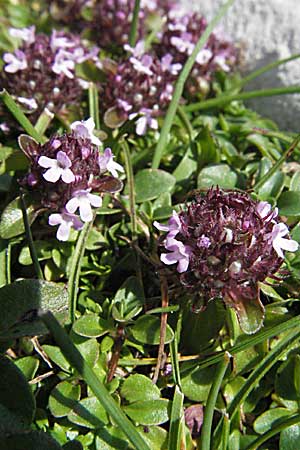 Thymus polytrichus / Wild Thyme, A Carinthia, Petzen 21.7.2007