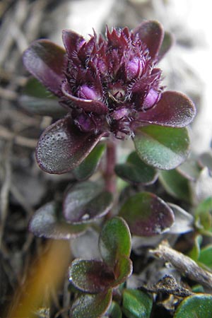 Thymus polytrichus / Wild Thyme, A Carinthia, Petzen 2.7.2010